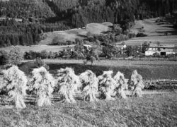 Hii(n)fea (Weizenernte 1954 in Vorderried/Leogang)