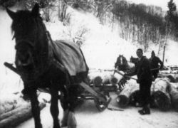 Hoizfuawerch (Sägerk Hartl in Leogang 1938)